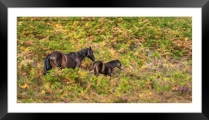 Mother and Foal Framed Mounted Print by Sue Knight