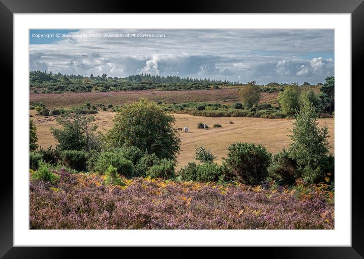 New Forest landscape Framed Mounted Print by Sue Knight