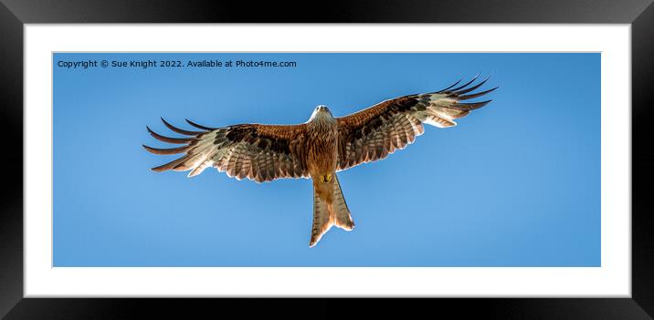 Red Kite in flight Framed Mounted Print by Sue Knight