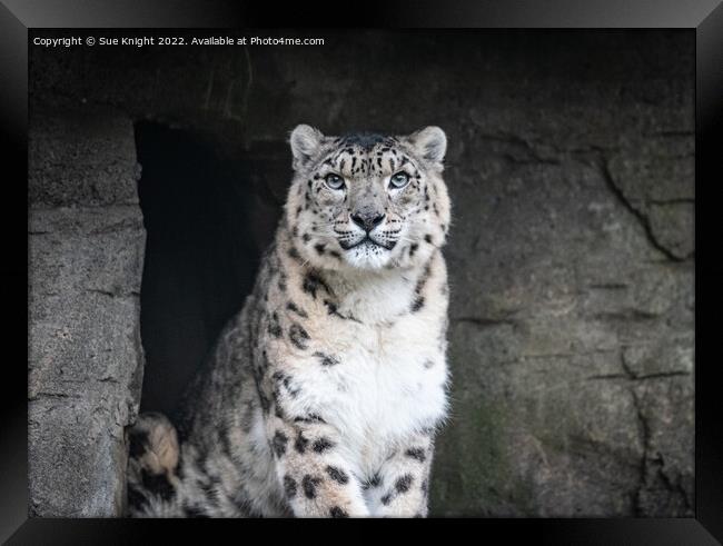 Portrait of a Snow Leopard Framed Print by Sue Knight
