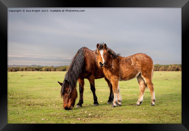 New Forest ponies on the open moor Framed Print by Sue Knight
