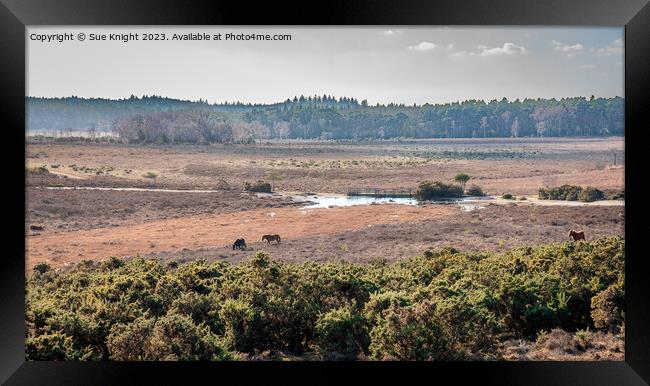 View across the New Forest Framed Print by Sue Knight