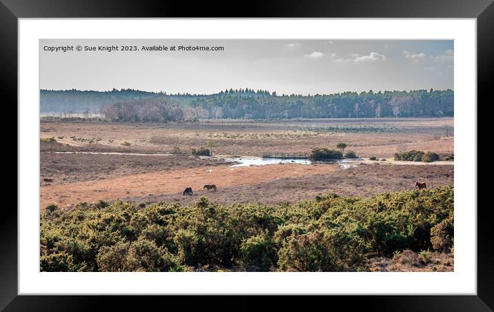 View across the New Forest Framed Mounted Print by Sue Knight