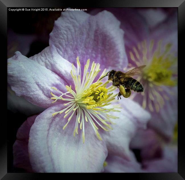  The pollen collector Framed Print by Sue Knight