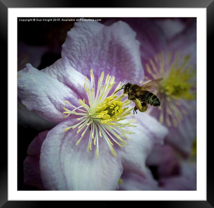  The pollen collector Framed Mounted Print by Sue Knight