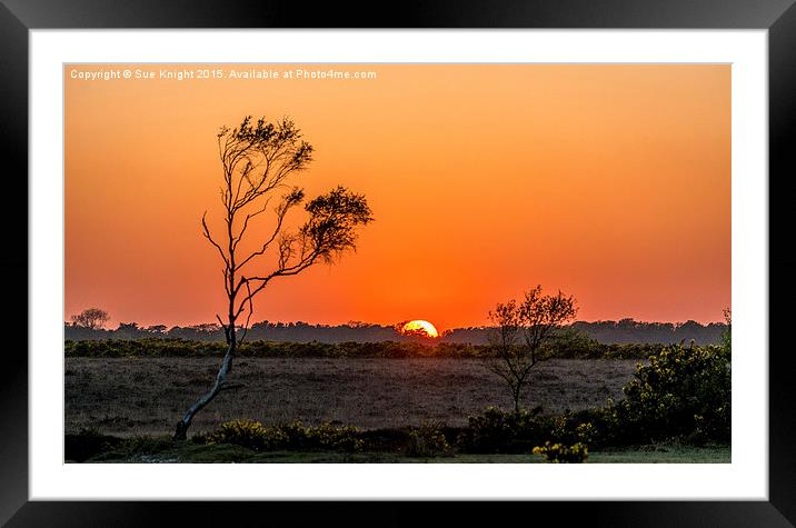  Sunset over the New Forest Framed Mounted Print by Sue Knight
