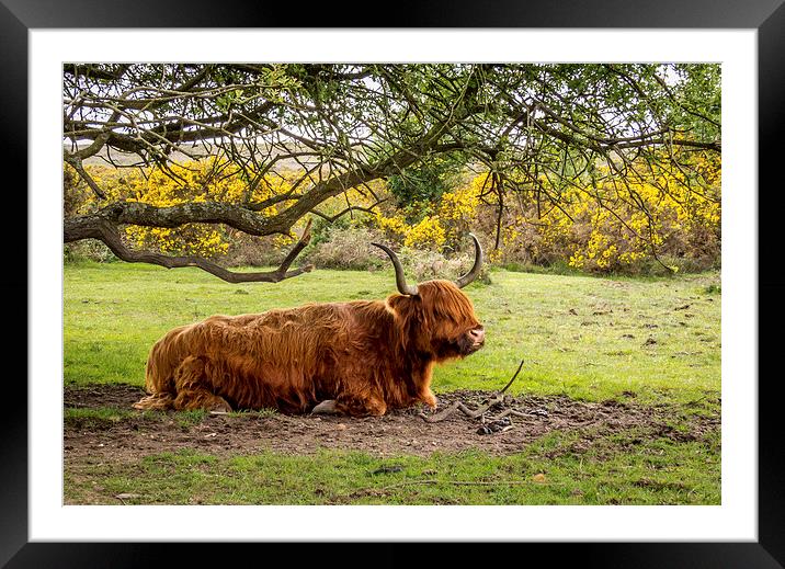  Highland Cow,New Forest,Hampshire Framed Mounted Print by Sue Knight