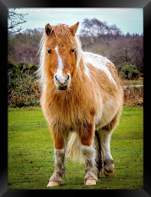  New Forest Pony Framed Print by Sue Knight