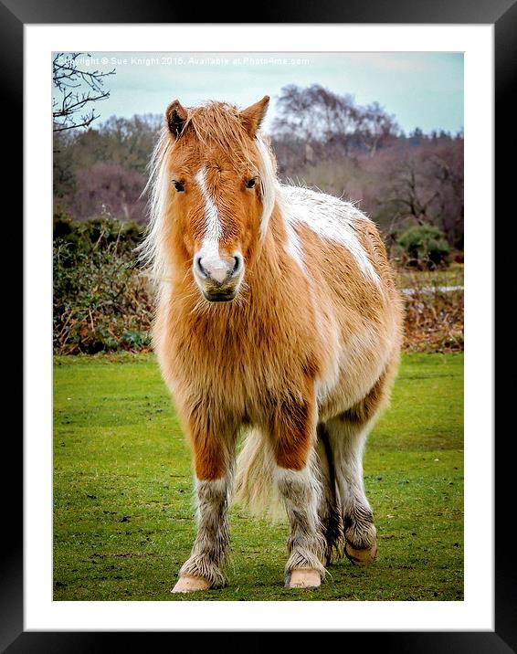  New Forest Pony Framed Mounted Print by Sue Knight