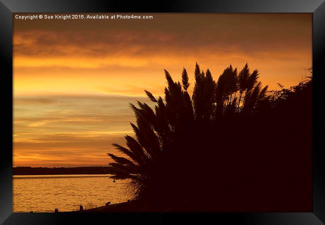  Sunset at lepe beach Framed Print by Sue Knight