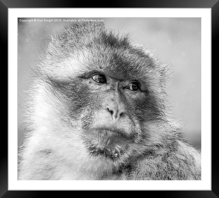  The macaque Monkey Framed Mounted Print by Sue Knight