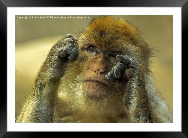  Barbary Macaque  Framed Mounted Print by Sue Knight