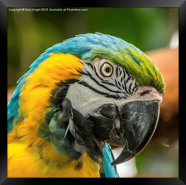  Blue and Yellow Macaw Framed Print by Sue Knight