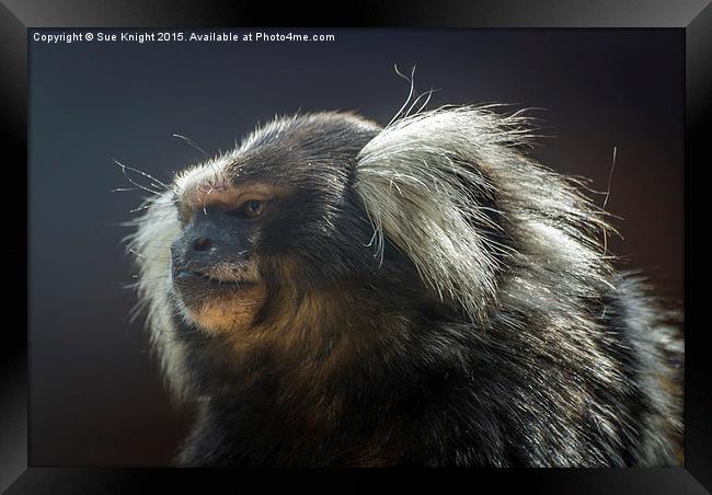  Marmoset Monkey Framed Print by Sue Knight