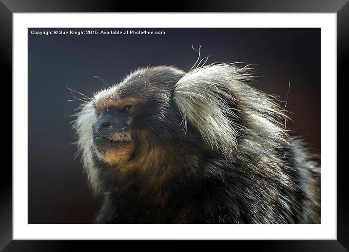  Marmoset Monkey Framed Mounted Print by Sue Knight