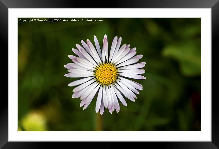 Daisy,Daisy Framed Mounted Print by Sue Knight