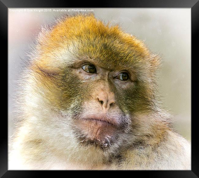  Portrait of a Barbary Macaque  Framed Print by Sue Knight
