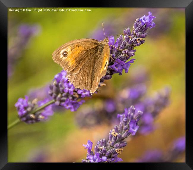  Butterfly on Lavender Framed Print by Sue Knight