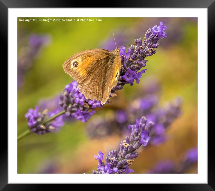  Butterfly on Lavender Framed Mounted Print by Sue Knight