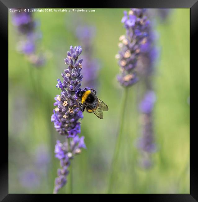  Bee on Lavender Framed Print by Sue Knight