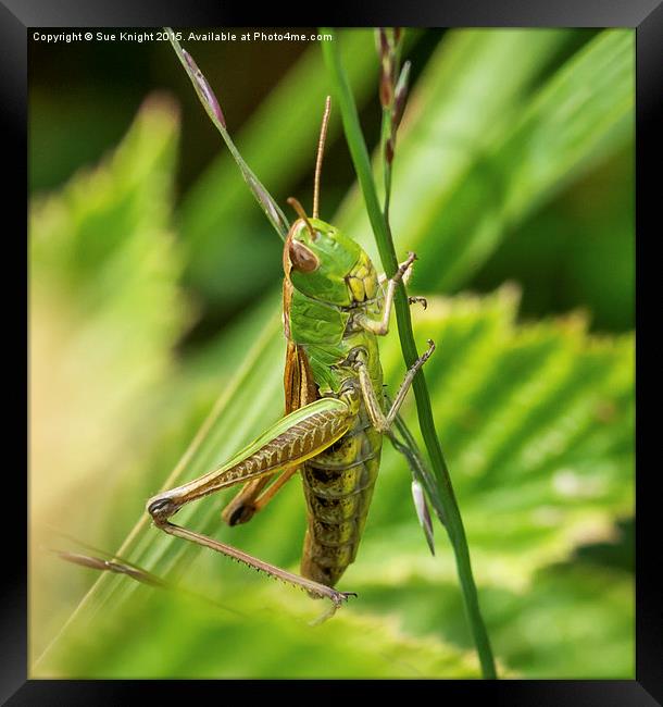  Grasshopper  Framed Print by Sue Knight