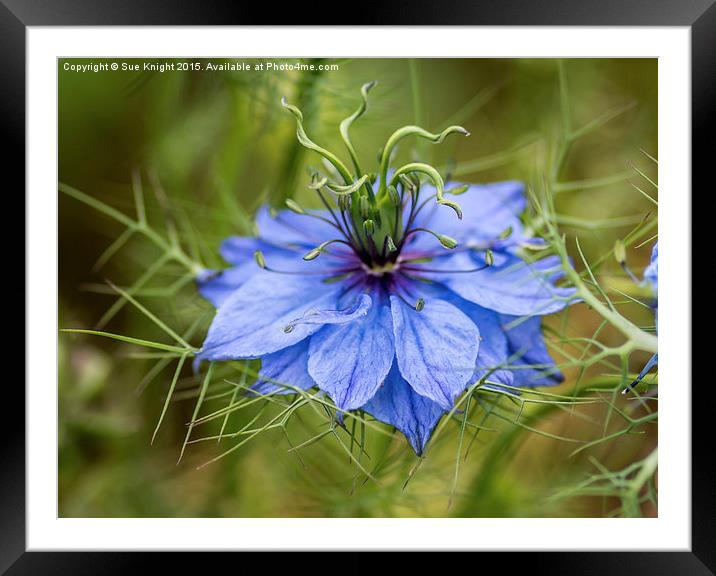  Love in a mist Framed Mounted Print by Sue Knight