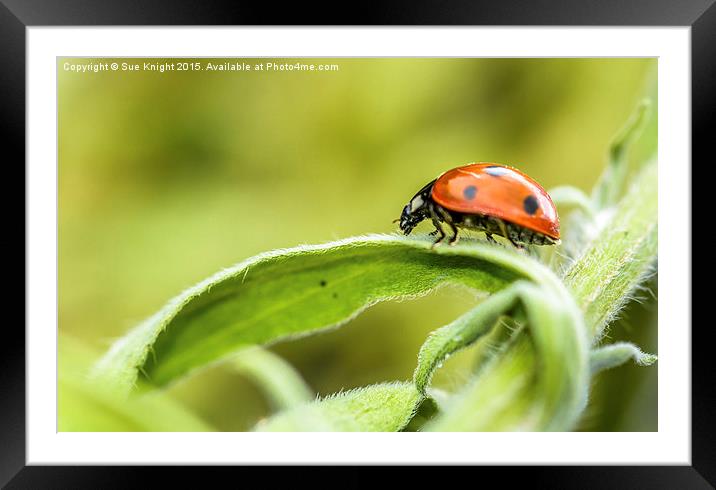  Ladybird,Ladybird Framed Mounted Print by Sue Knight