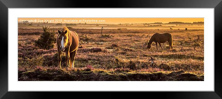  New Forest ponies at sunrise Framed Mounted Print by Sue Knight
