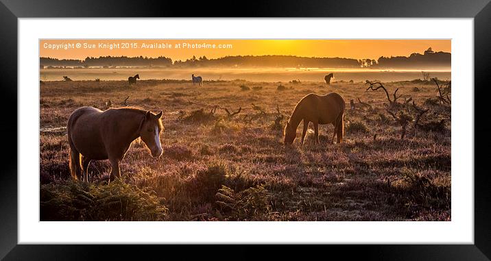  New Forest ponies in the mist Framed Mounted Print by Sue Knight