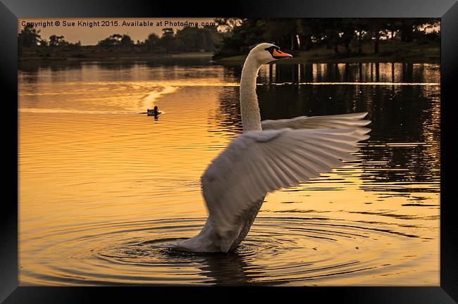  Swan Lake Framed Print by Sue Knight