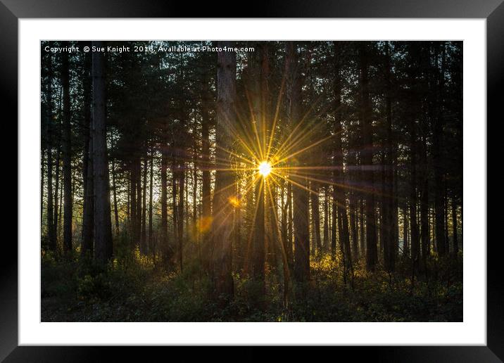 Sunburst through the trees Framed Mounted Print by Sue Knight
