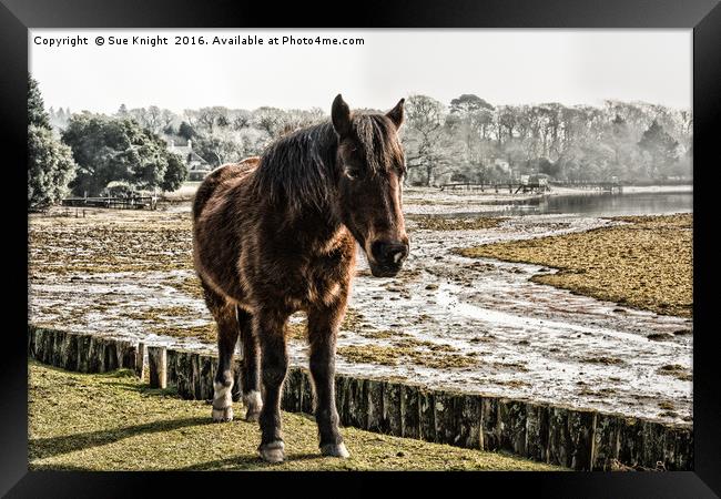 New Forest pony stood by the Beaulieu River Framed Print by Sue Knight