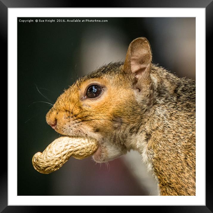 Squirrel Framed Mounted Print by Sue Knight