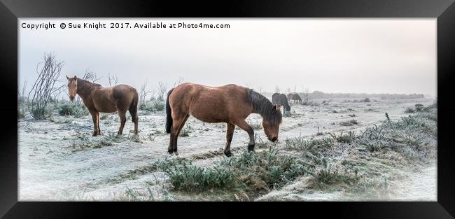 New Forest Ponies on frosty heath land  Framed Print by Sue Knight