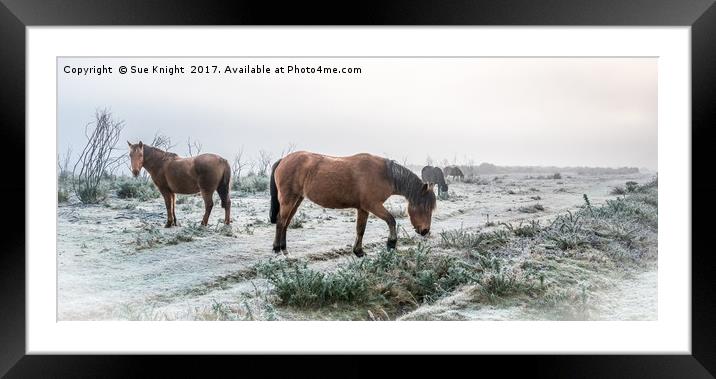 New Forest Ponies on frosty heath land  Framed Mounted Print by Sue Knight