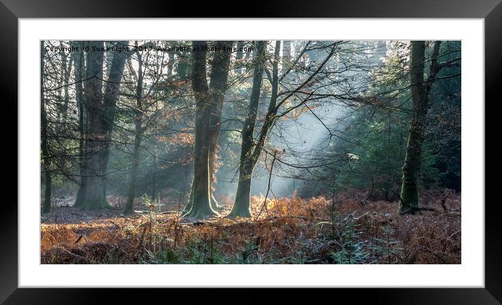 Sunlight through the Trees in the New Forest Framed Mounted Print by Sue Knight