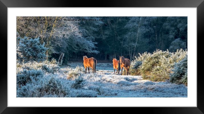 Horses in Winter sunlight Framed Mounted Print by Sue Knight