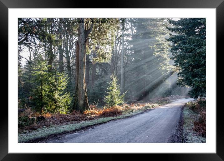 Ornamental Drive at Rhinefield in the New Forest Framed Mounted Print by Sue Knight