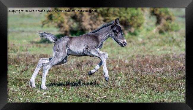 New Forest Foal - Kicking up his heels Framed Print by Sue Knight