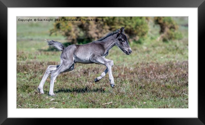 New Forest Foal - Kicking up his heels Framed Mounted Print by Sue Knight