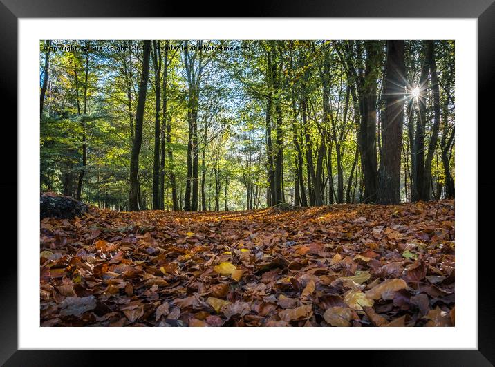 A leafy New Forest walk Framed Mounted Print by Sue Knight