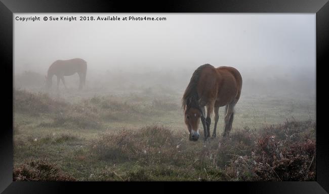 New Forest Ponies in the mist  Framed Print by Sue Knight