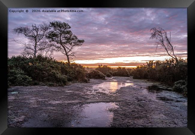 A frosty morning on the New Forest Framed Print by Sue Knight