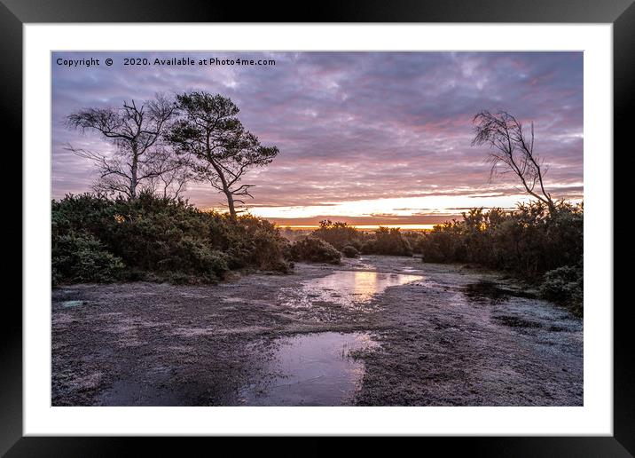 A frosty morning on the New Forest Framed Mounted Print by Sue Knight