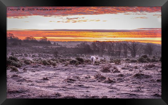 A glorious New Forest Sunrise Framed Print by Sue Knight