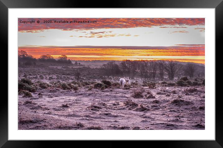 A glorious New Forest Sunrise Framed Mounted Print by Sue Knight