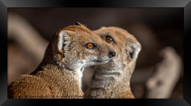 A pair of Mongoose Framed Print by Sue Knight