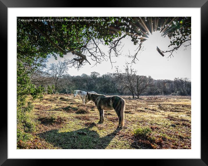 New Forest Ponies Framed Mounted Print by Sue Knight
