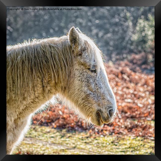 Portrait of a New Forest Pony Framed Print by Sue Knight