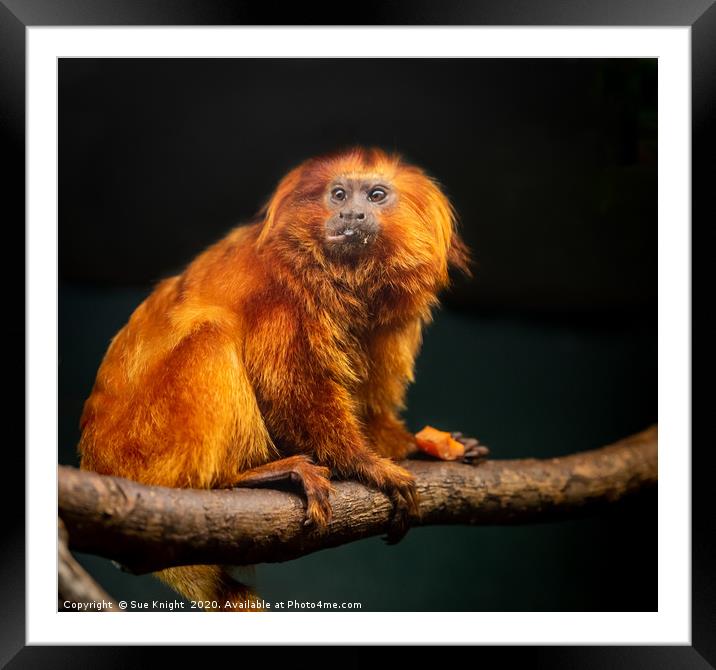 Golden Lion Tamarin Monkey Framed Mounted Print by Sue Knight